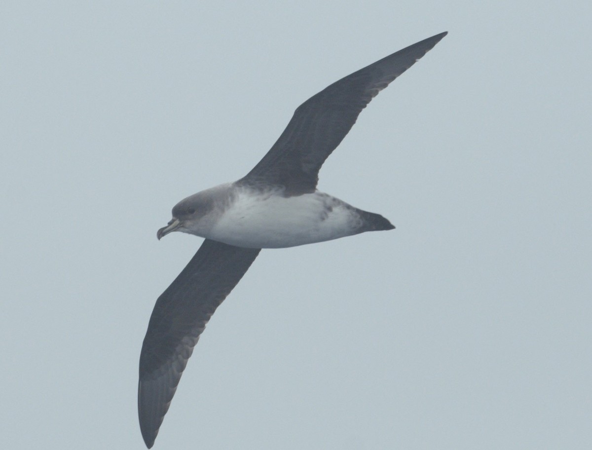 Gray Petrel - ML626923679