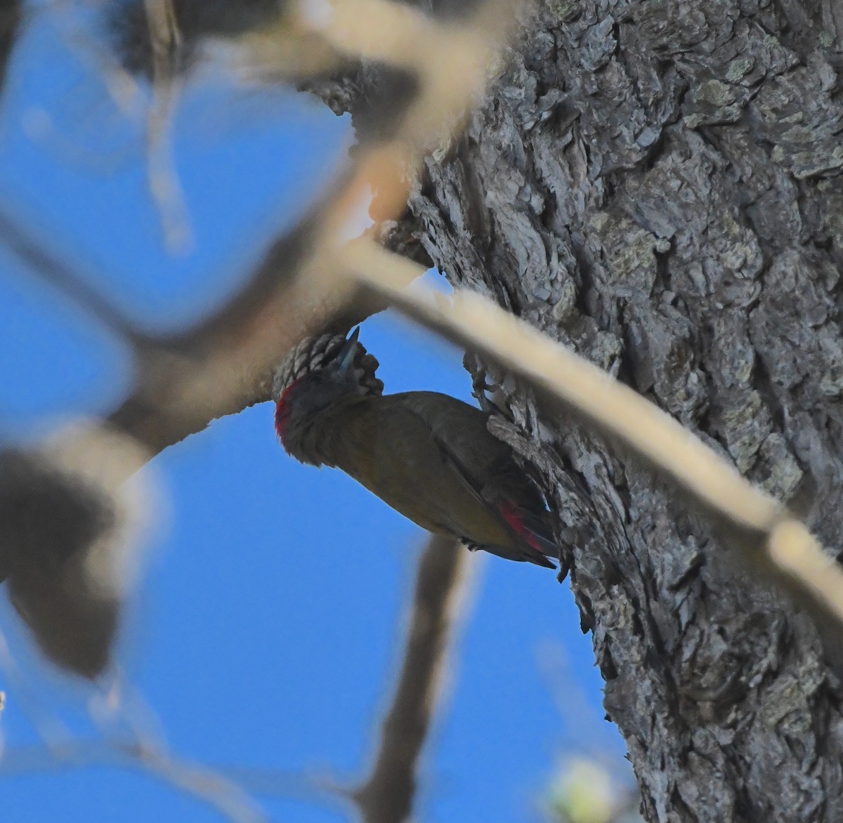 Olive Woodpecker - ML626923681