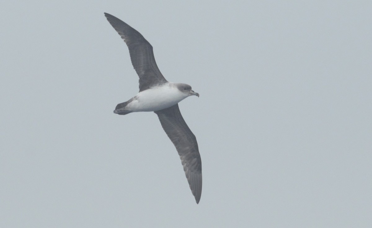 Gray Petrel - ML626923685