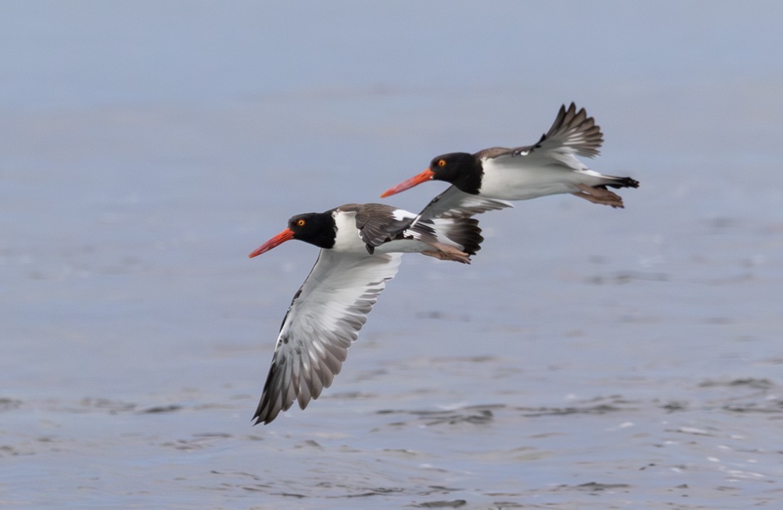 Кулик-сорока американський - ML626923706