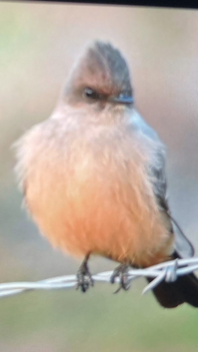 Say's Phoebe - ML626923721