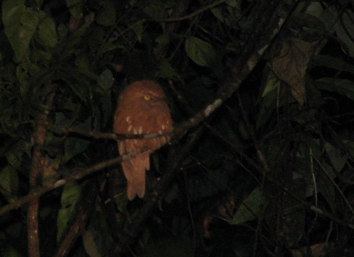 Blyth's Frogmouth (Blyth's) - ML626923730