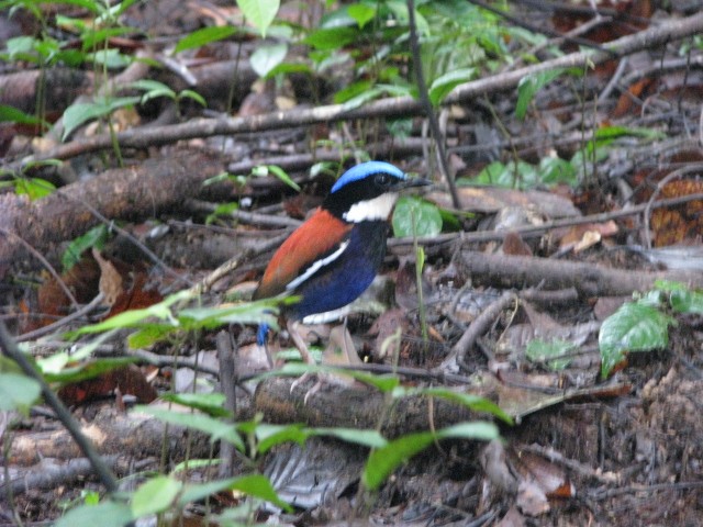 Blue-headed Pitta - ML626923735