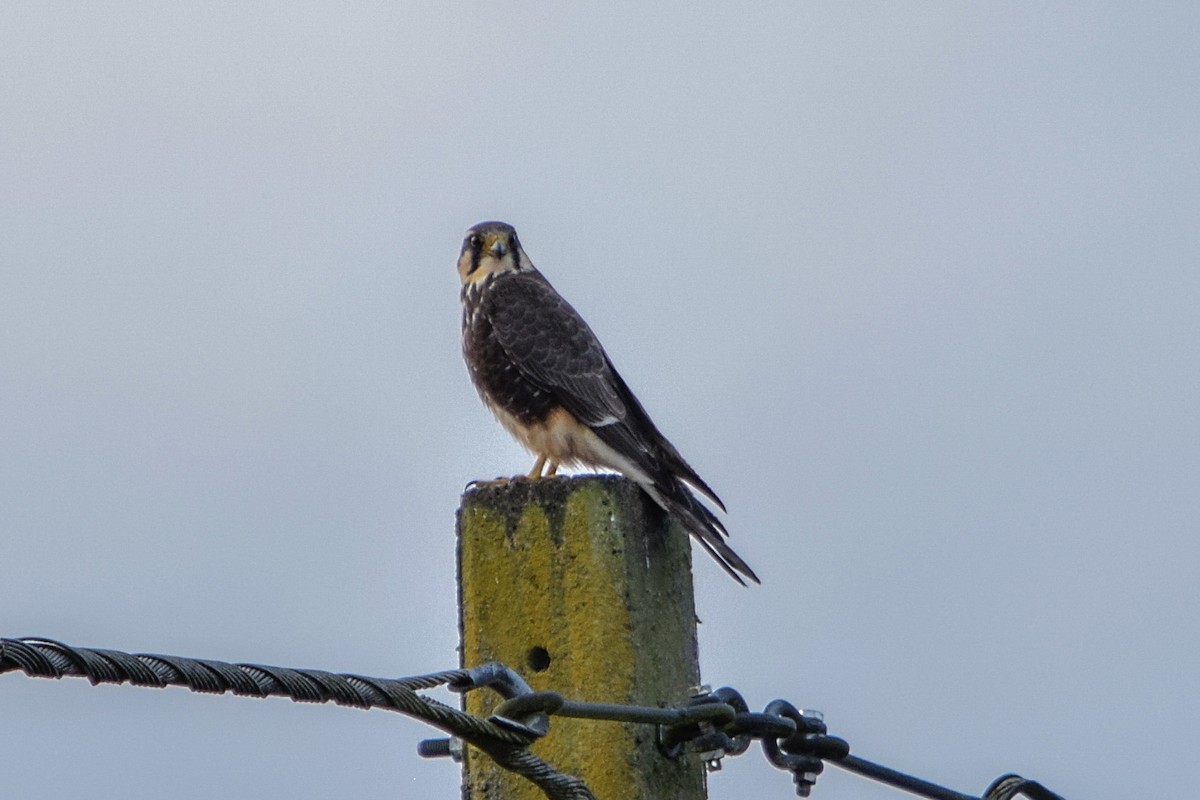 Aplomado Falcon - ML626923774