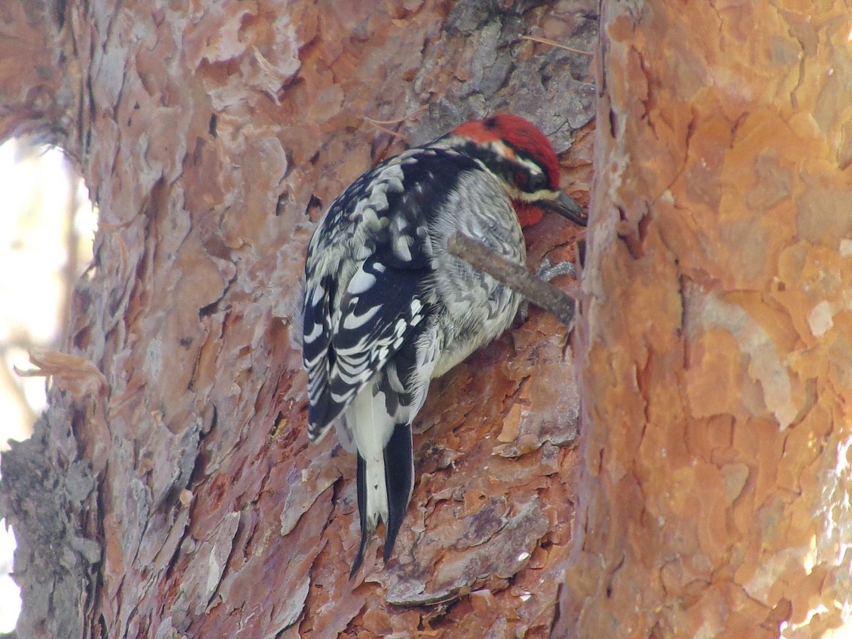 Red-naped x Red-breasted Sapsucker (hybrid) - ML626923957
