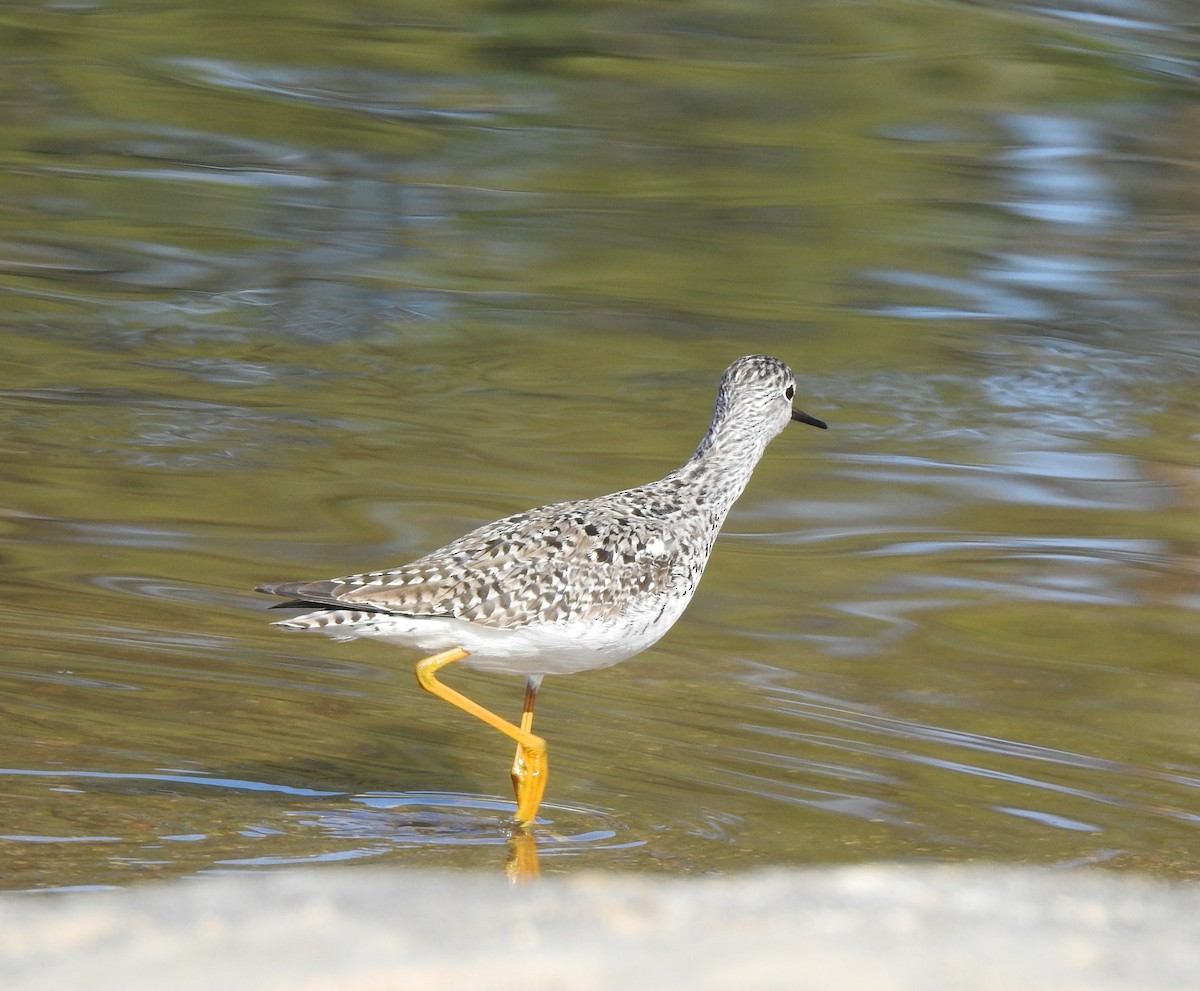 Lesser Yellowlegs - ML626923960