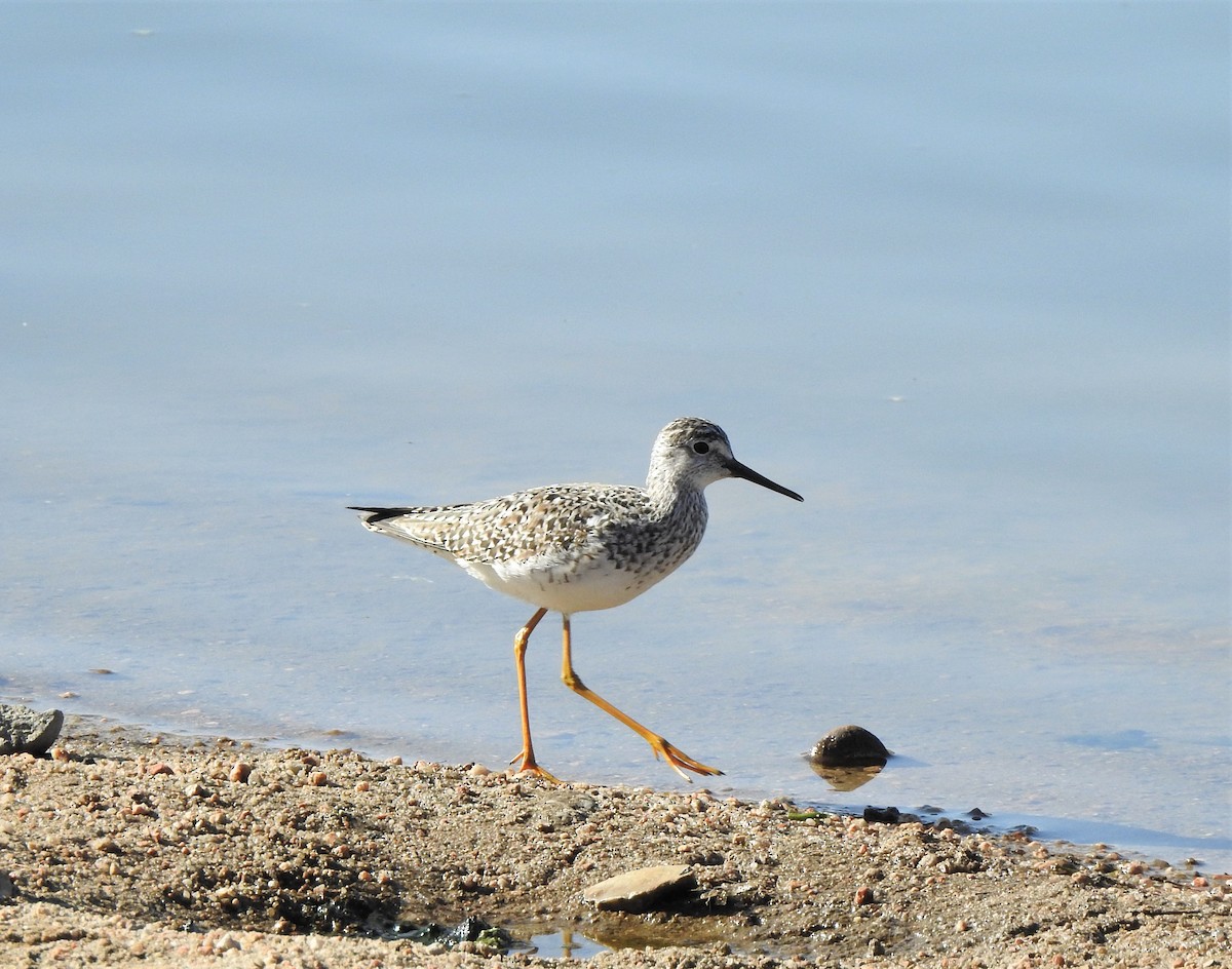 Lesser Yellowlegs - ML626923968