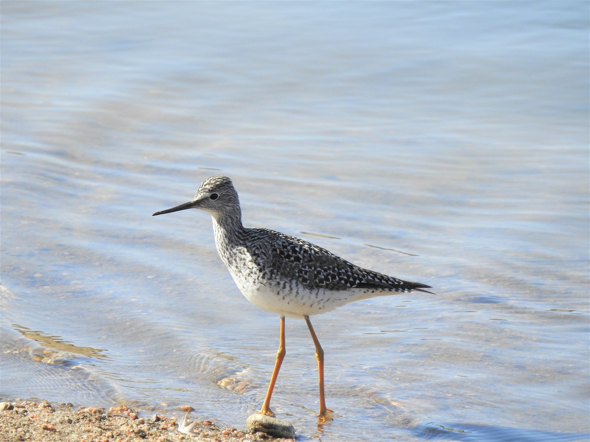 Lesser Yellowlegs - ML626923975