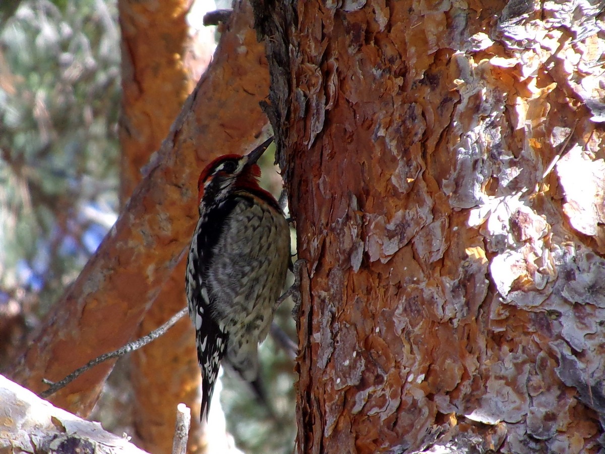 Red-naped x Red-breasted Sapsucker (hybrid) - ML626924037