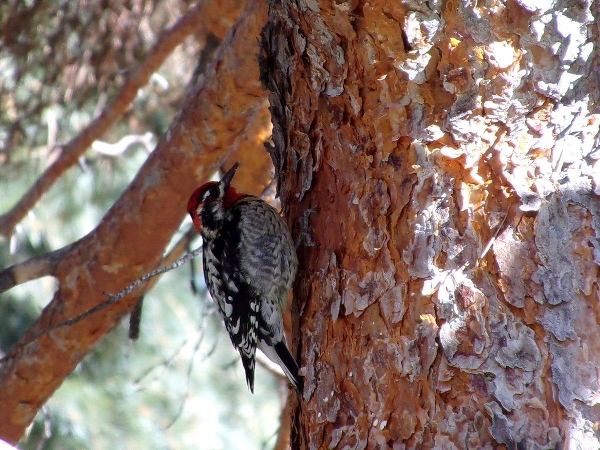 Red-naped x Red-breasted Sapsucker (hybrid) - ML626924038