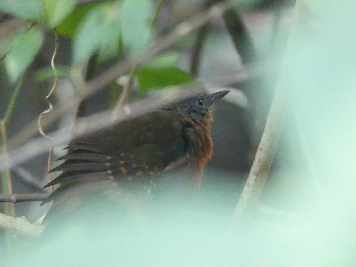 Caura Antbird - ML626924081