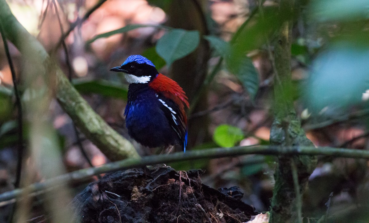 Blue-headed Pitta - ML626924114