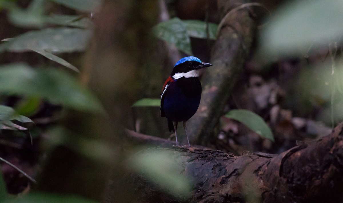 Blue-headed Pitta - ML626924115