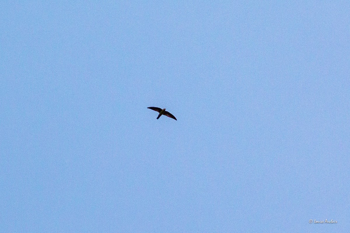 House Swift - ML626924137