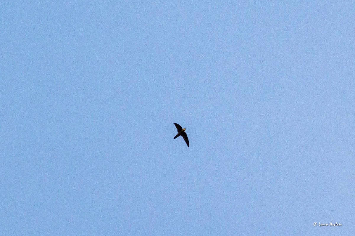 House Swift - ML626924150