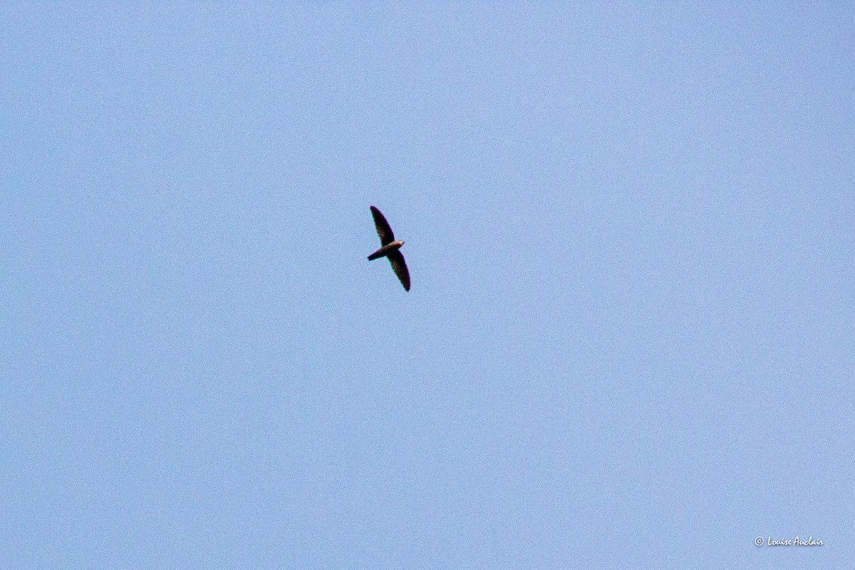 House Swift - ML626924177