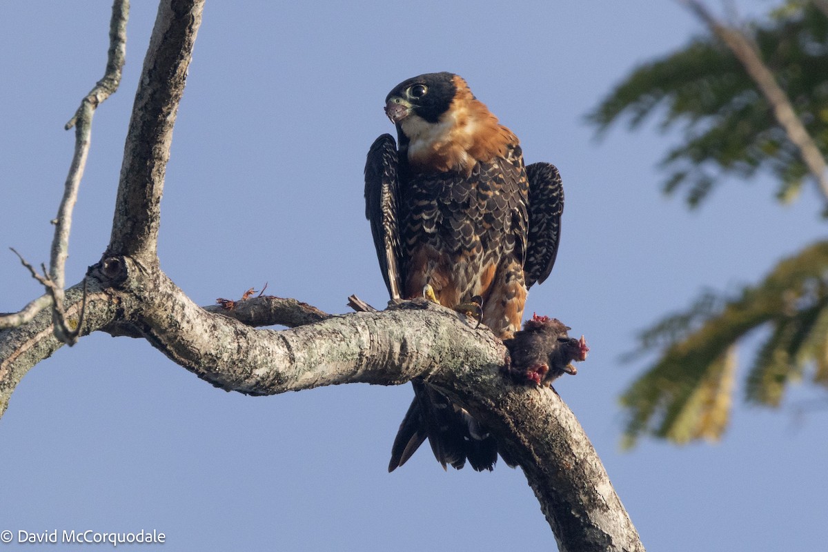 Orange-breasted Falcon - ML626924211