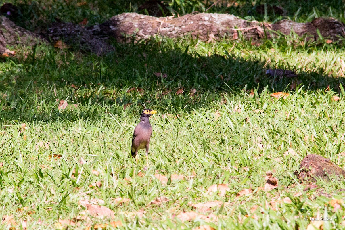 Common Myna - ML626924229