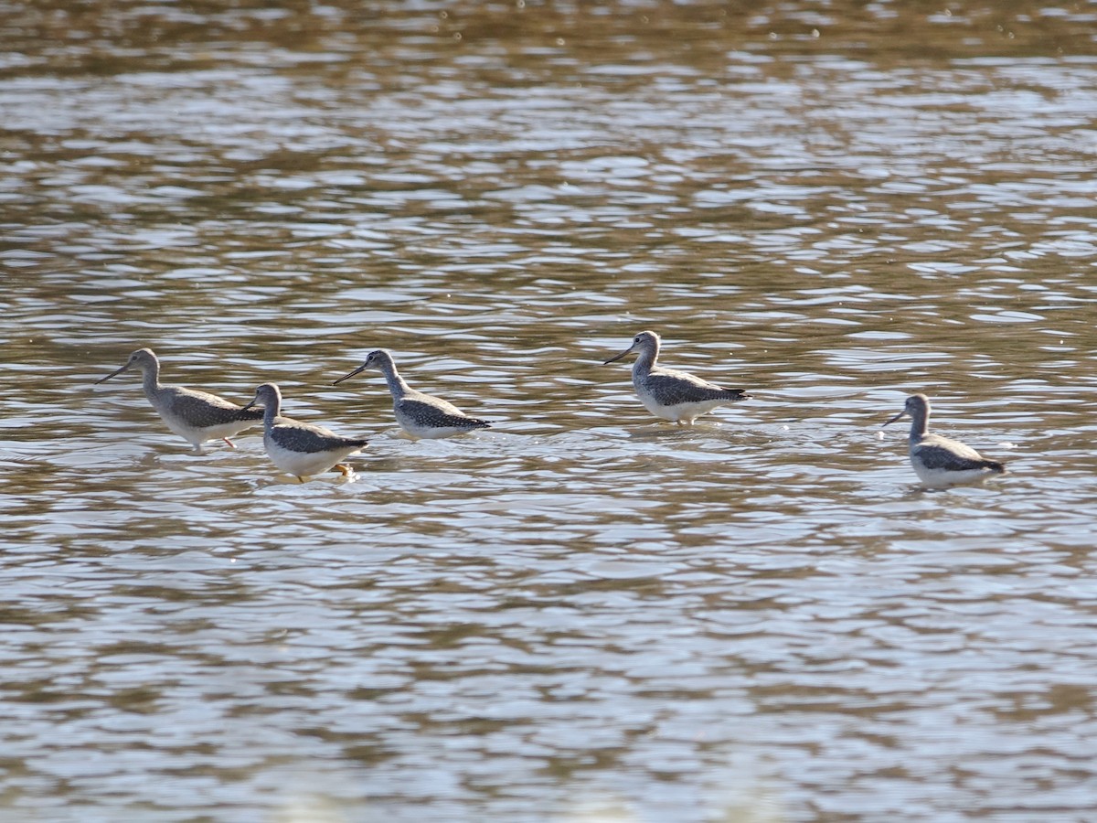 Greater Yellowlegs - ML626924254