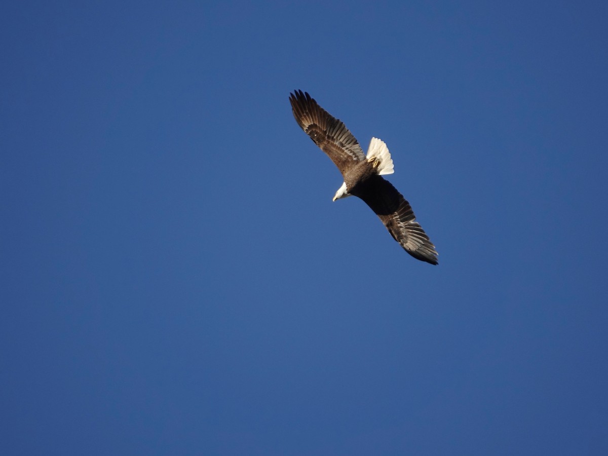 Bald Eagle - ML626924264