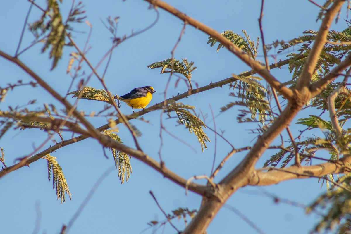 Purple-throated Euphonia - ML626924279