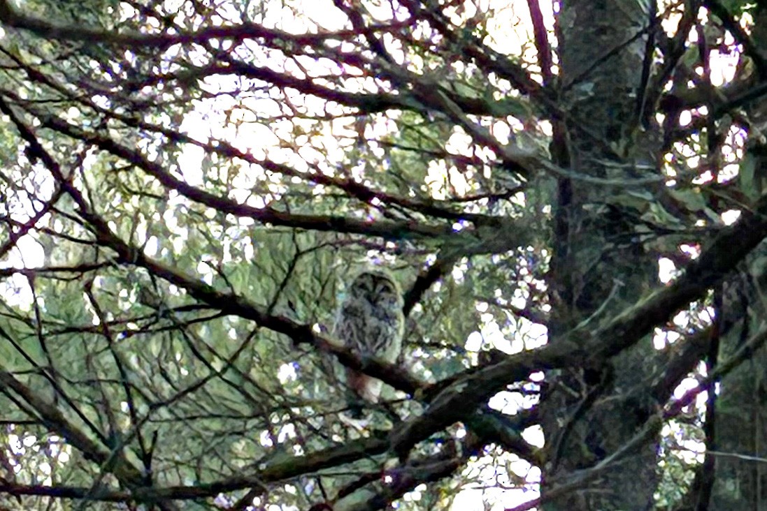 Barred Owl - ML626924286