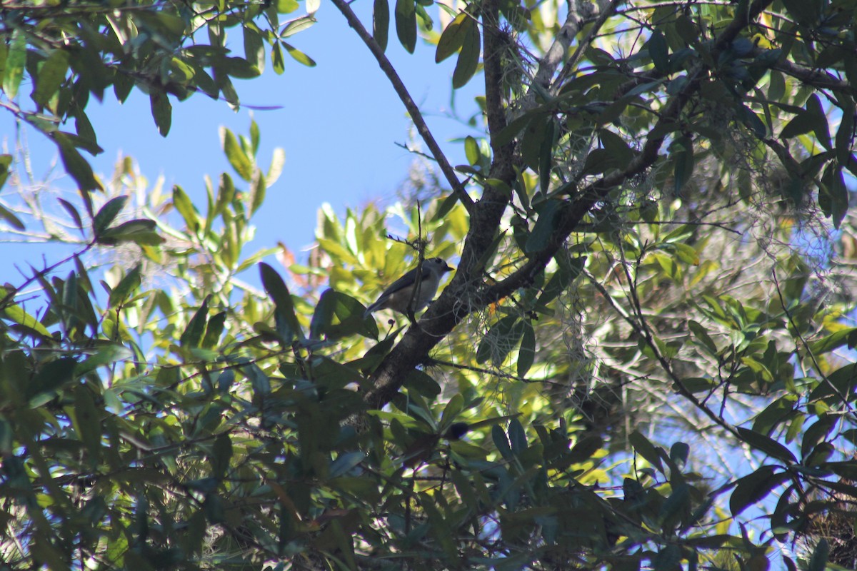 Tufted Titmouse - ML626924295