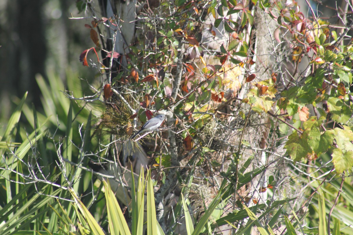 Blue-gray Gnatcatcher - ML626924314