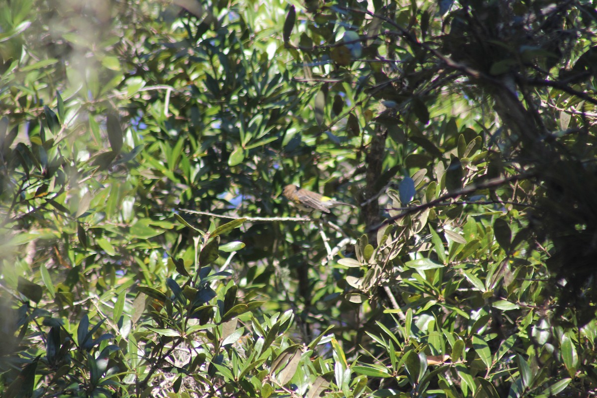 Yellow-rumped Warbler - ML626924328