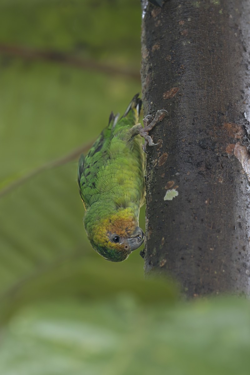 Buff-faced Pygmy-Parrot - ML626924428