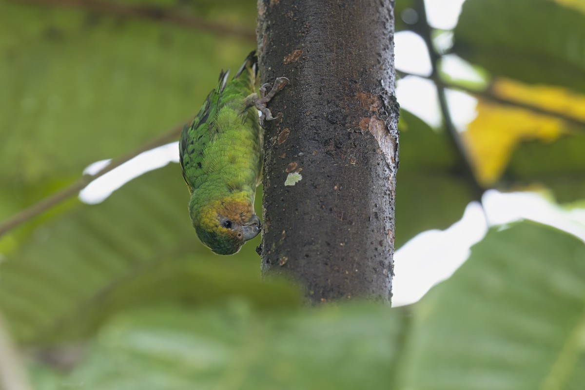 Buff-faced Pygmy-Parrot - ML626924429