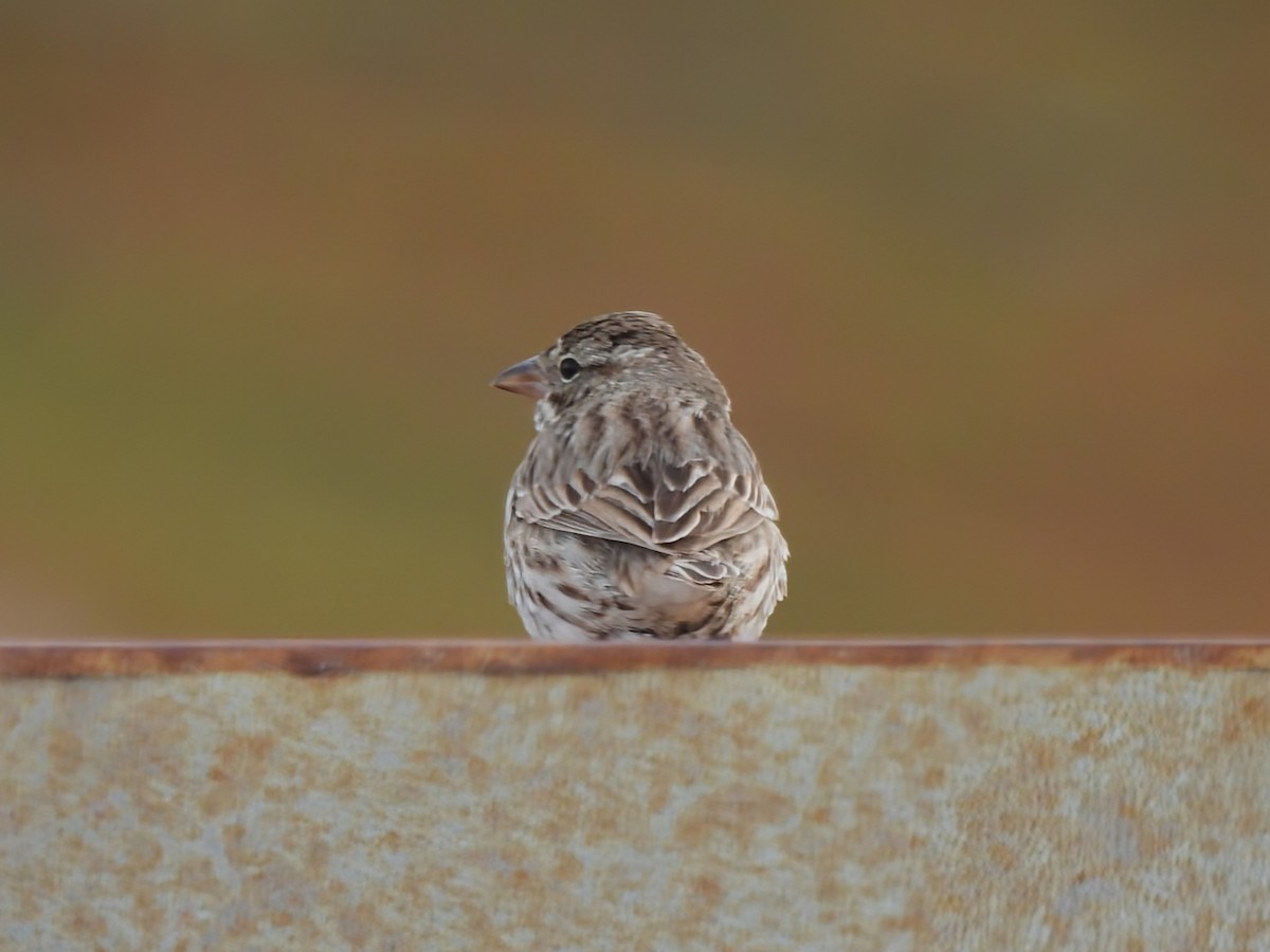 サバンナシトド（rostratus／atratus） - ML626924586