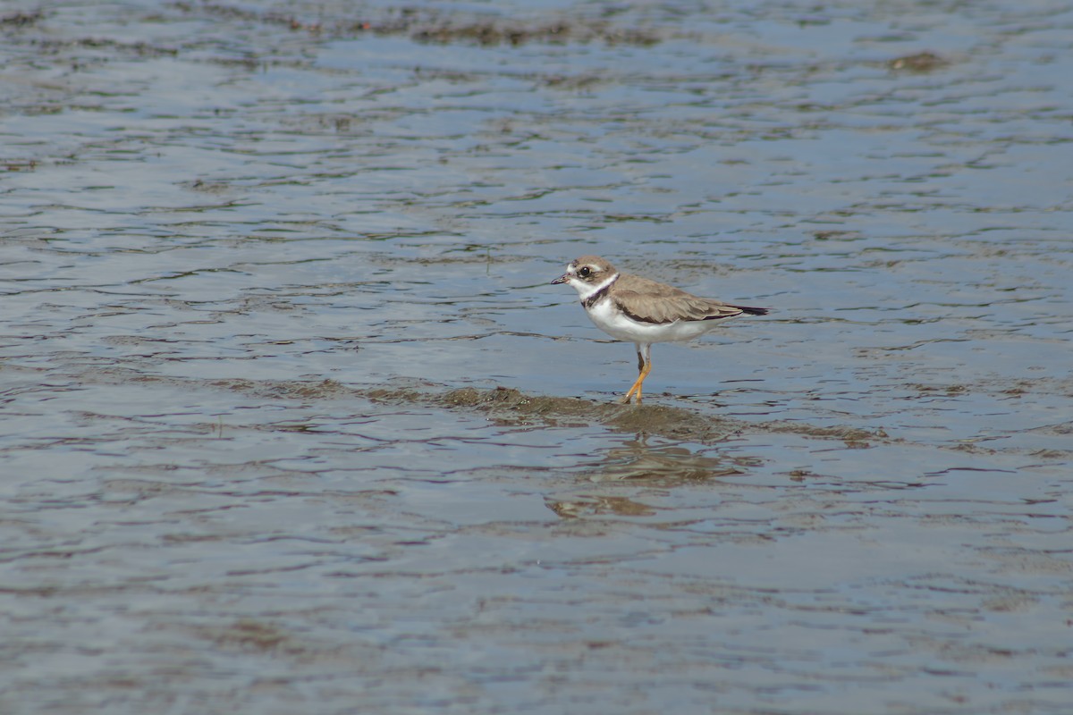 Semipalmated Plover - ML626924702
