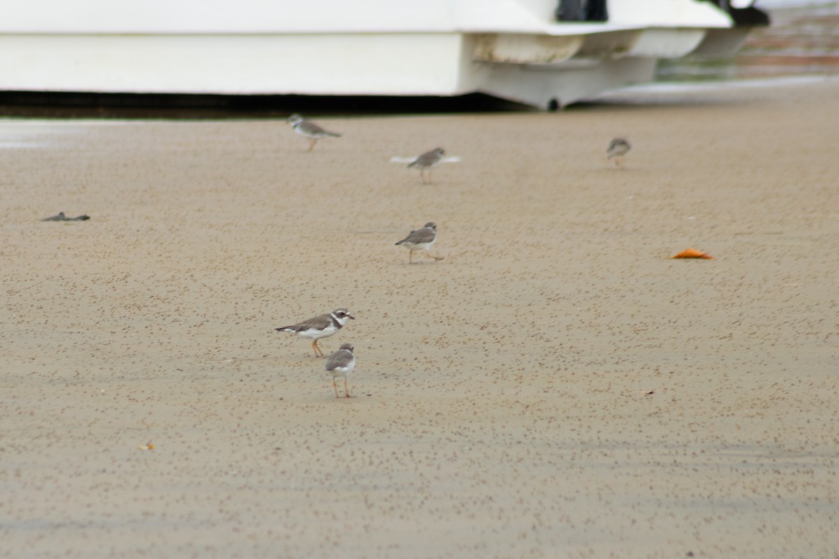 Semipalmated Plover - ML626924704
