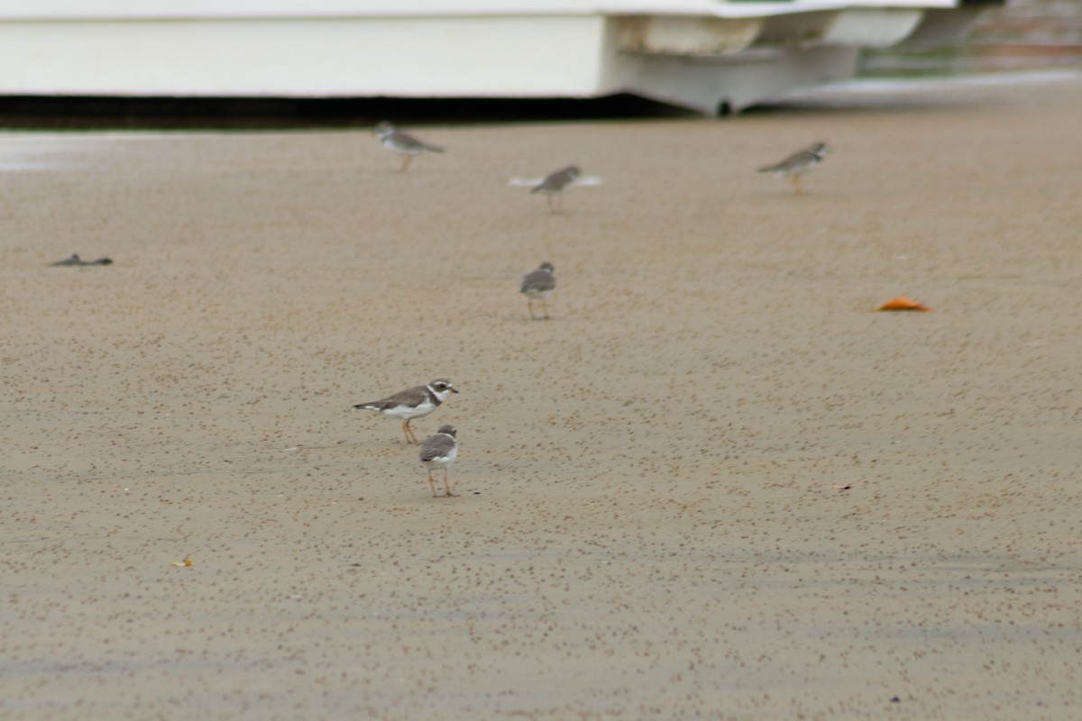Semipalmated Plover - ML626924705