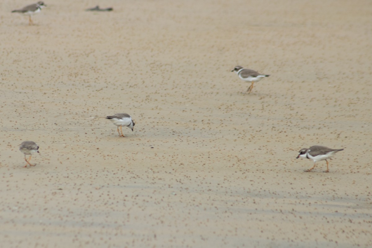 Semipalmated Plover - ML626924706
