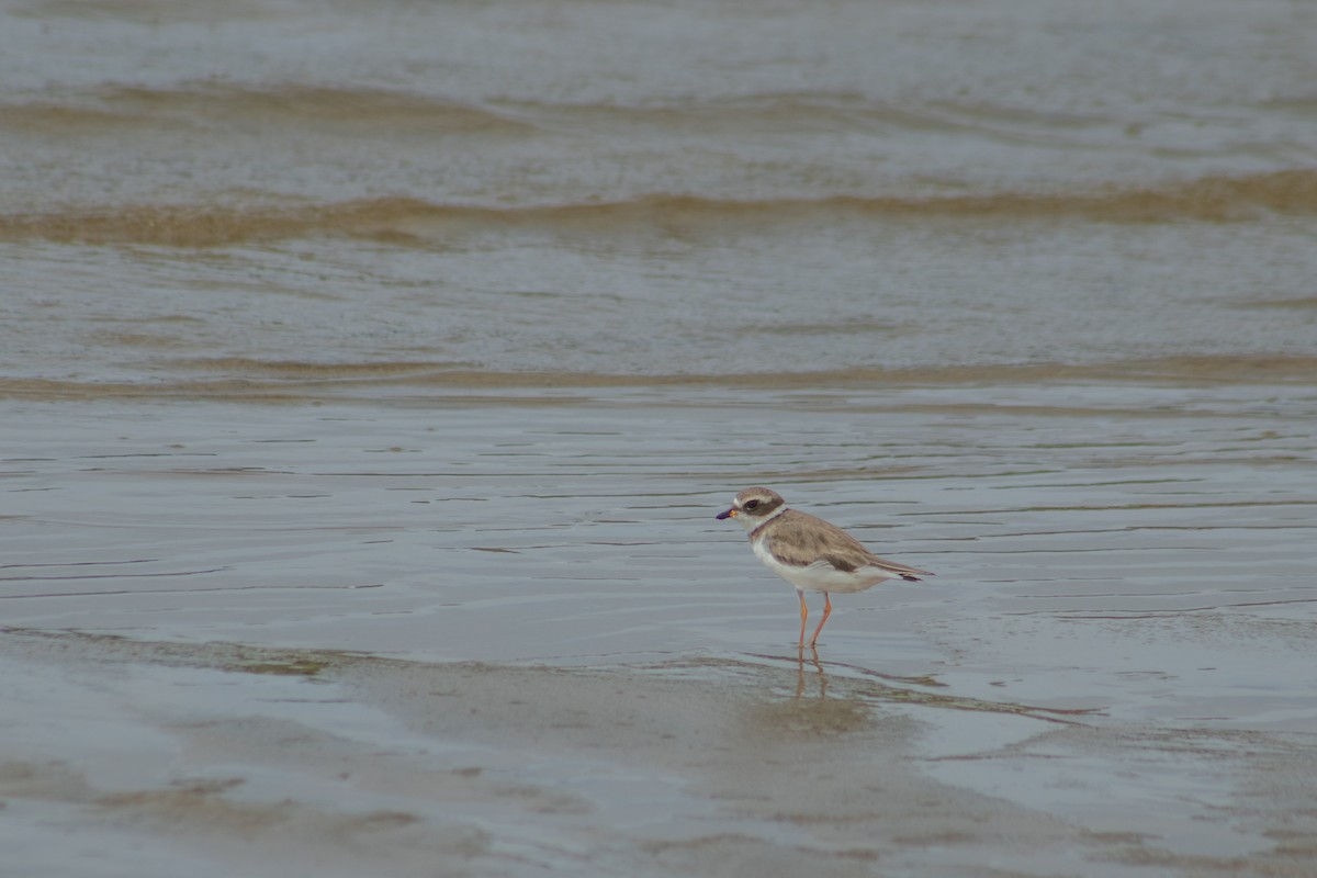 Semipalmated Plover - ML626924707