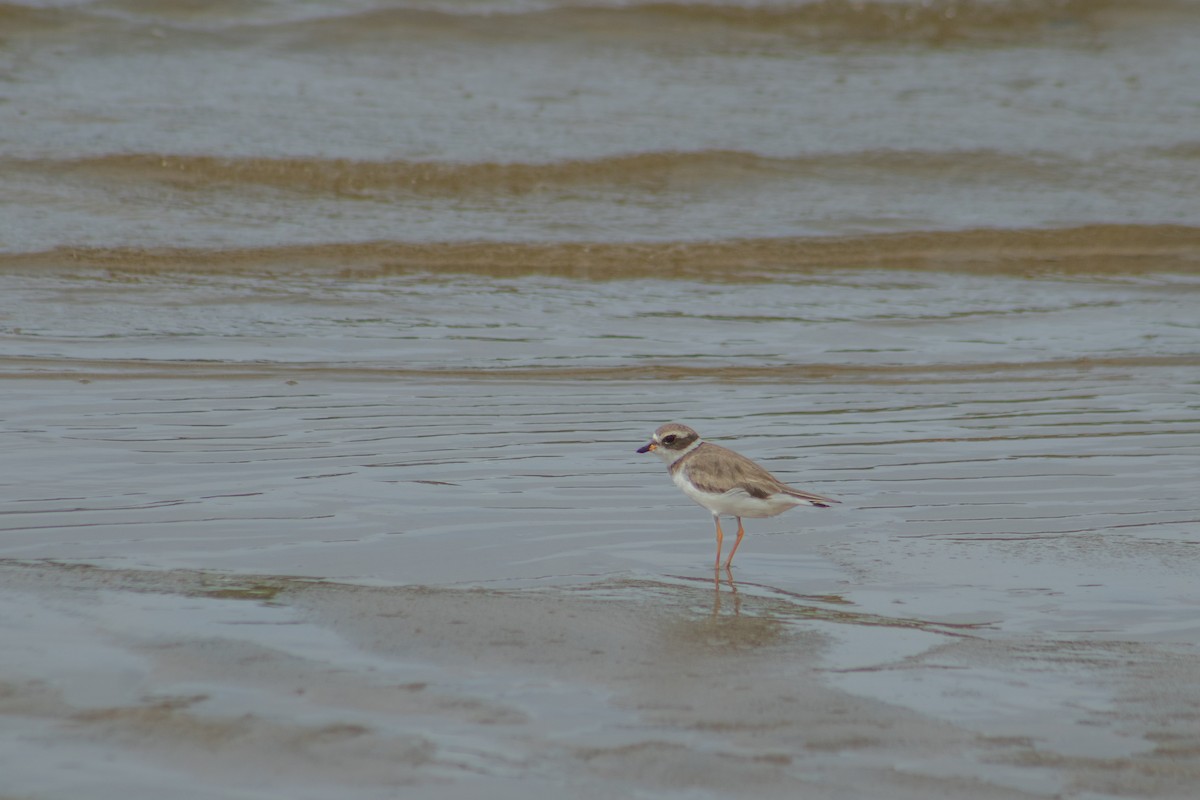 Semipalmated Plover - ML626924708