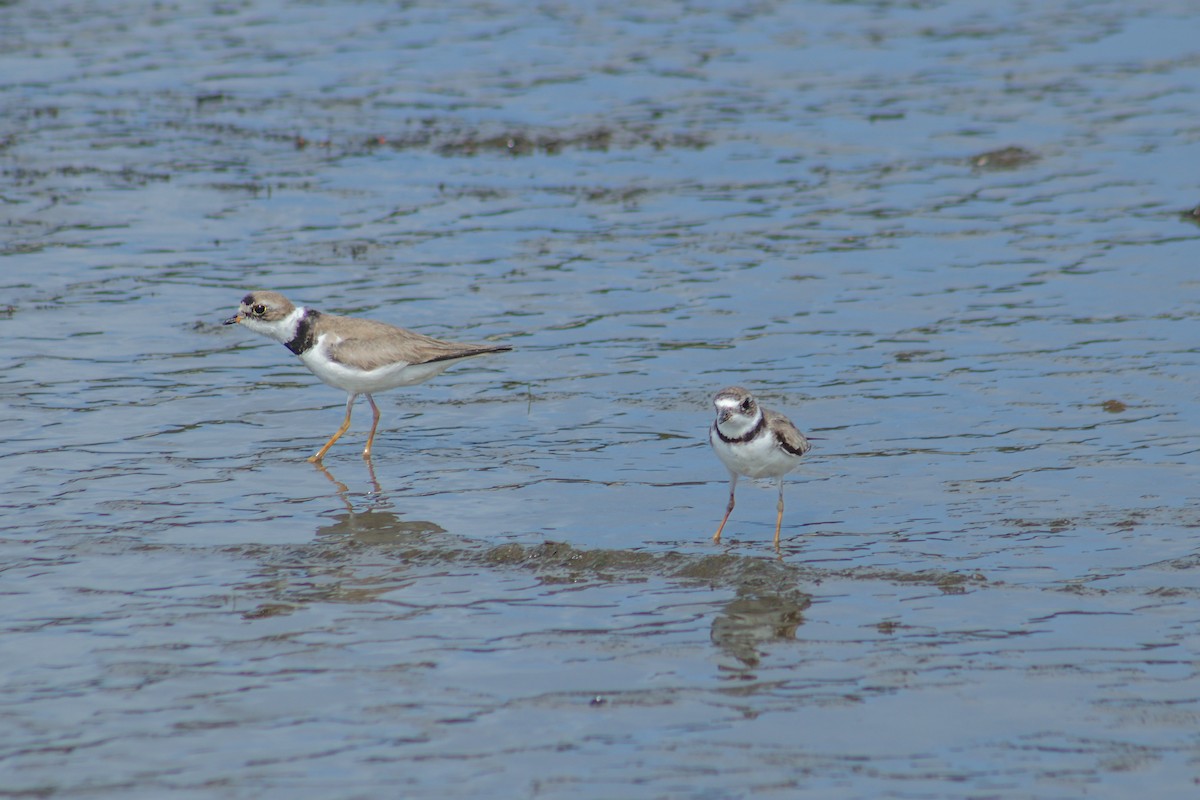 Semipalmated Plover - ML626924709