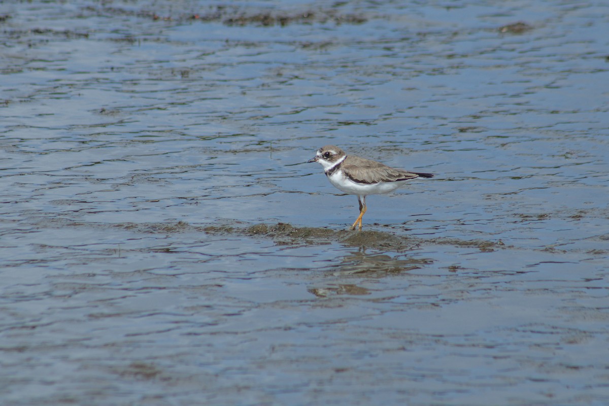 Semipalmated Plover - ML626924710