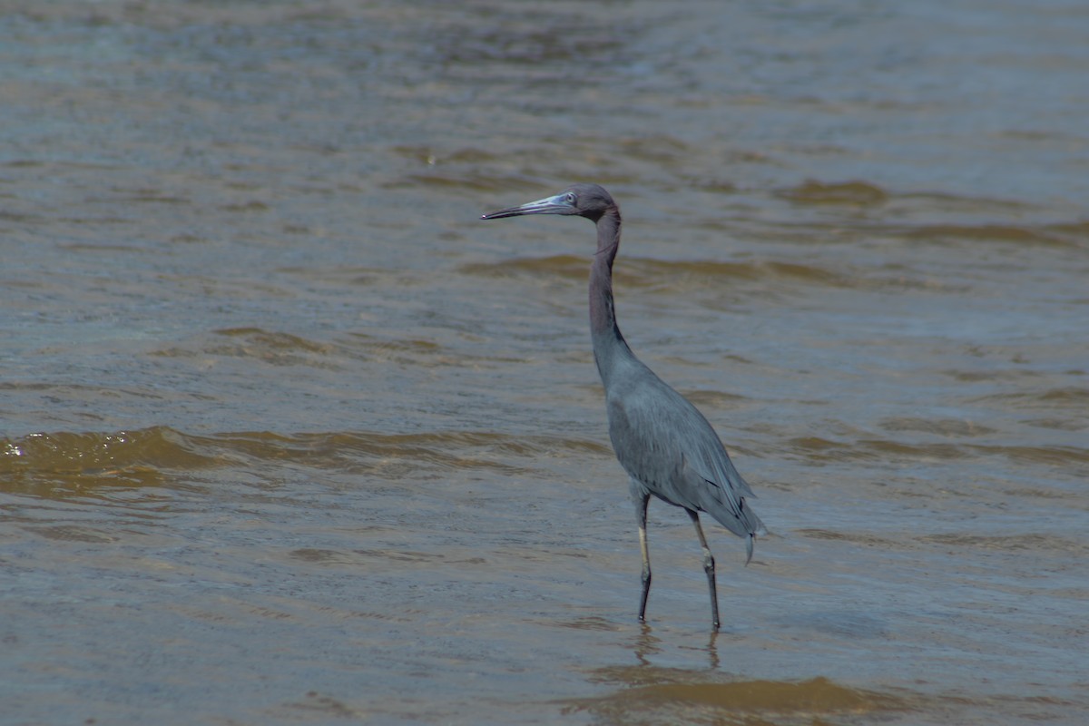 Little Blue Heron - ML626924730