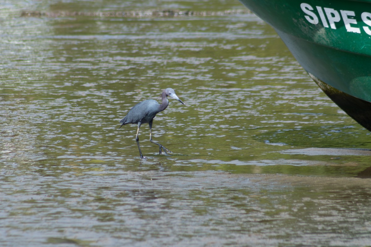 Little Blue Heron - ML626924731