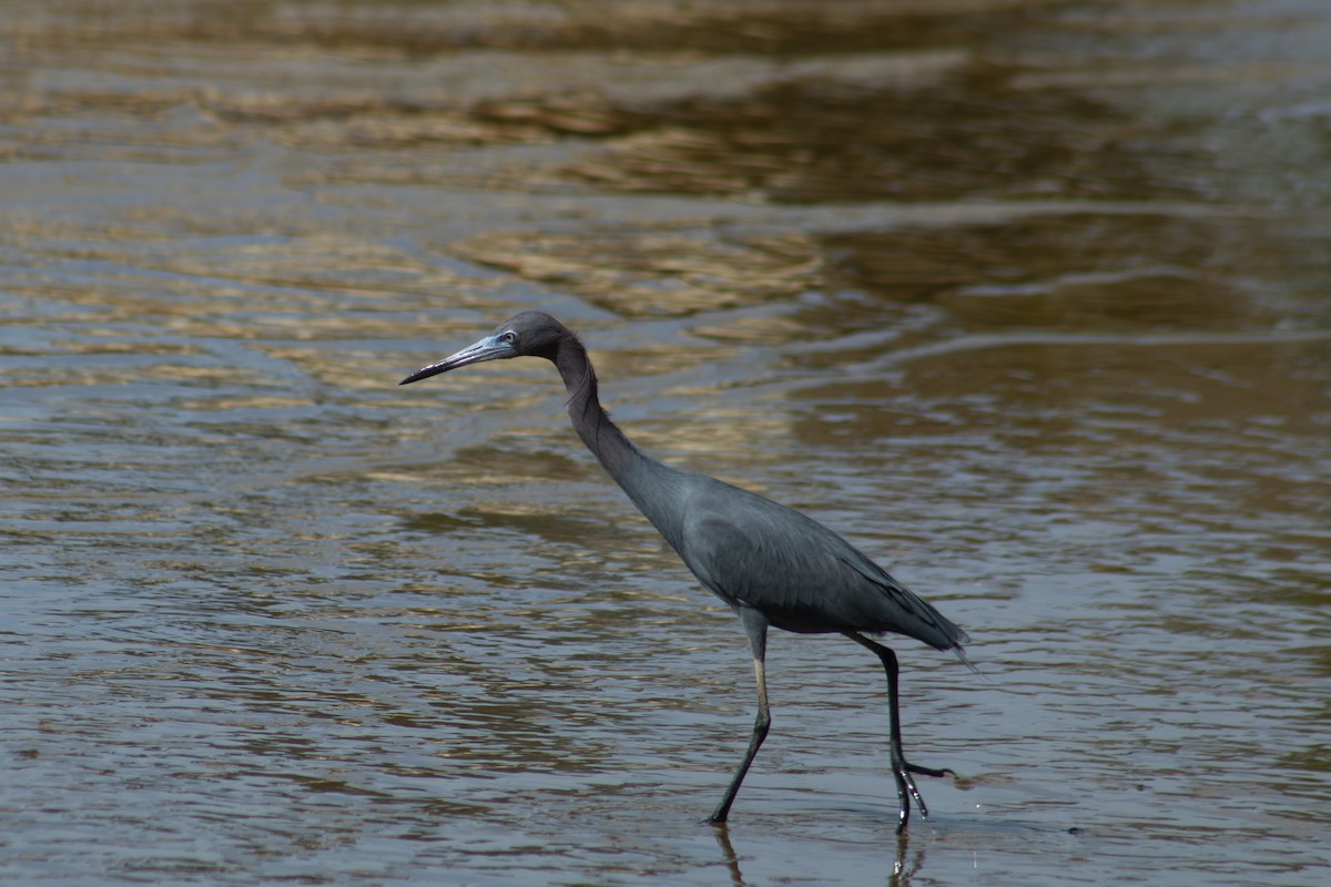 Little Blue Heron - ML626924732