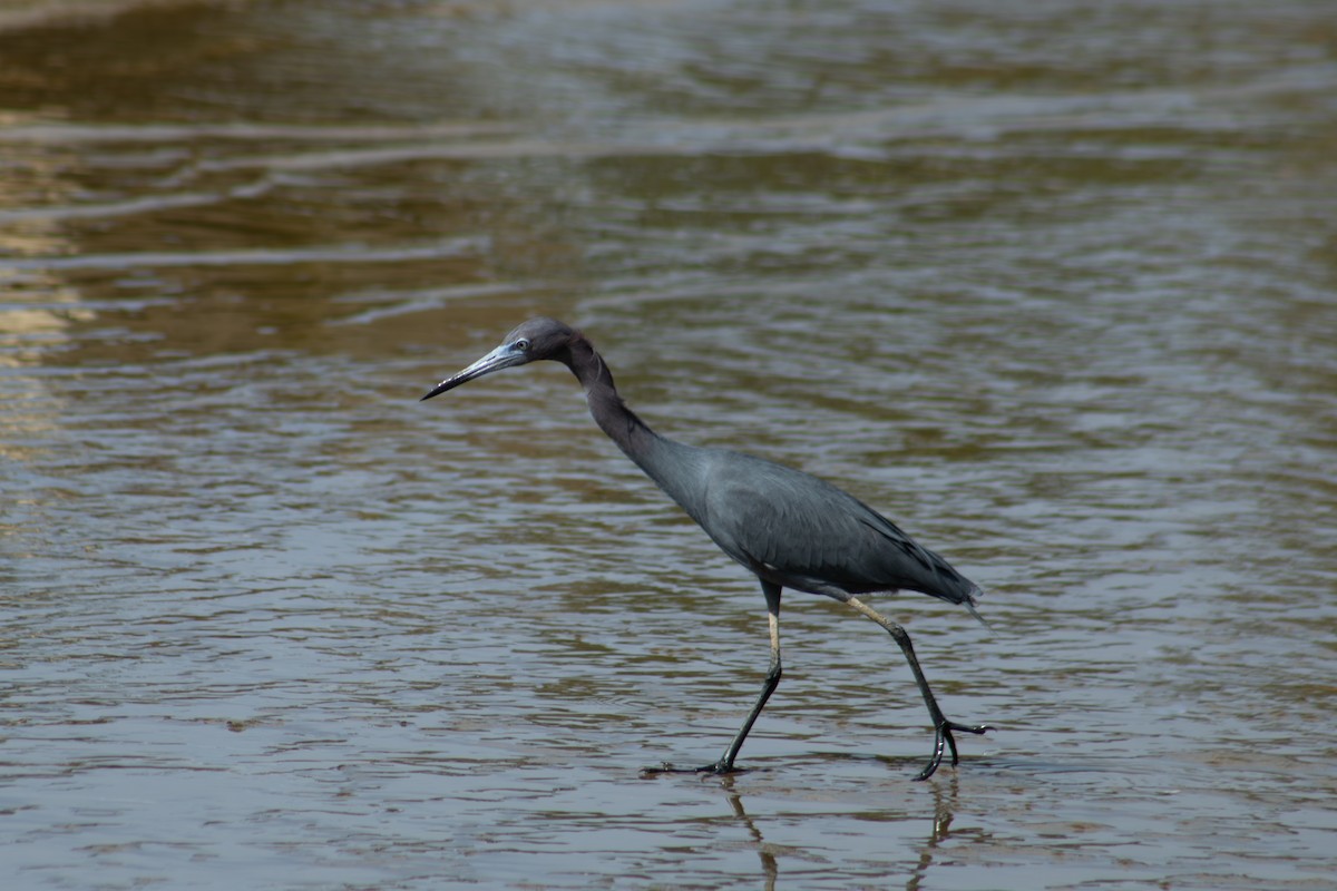 Little Blue Heron - ML626924733