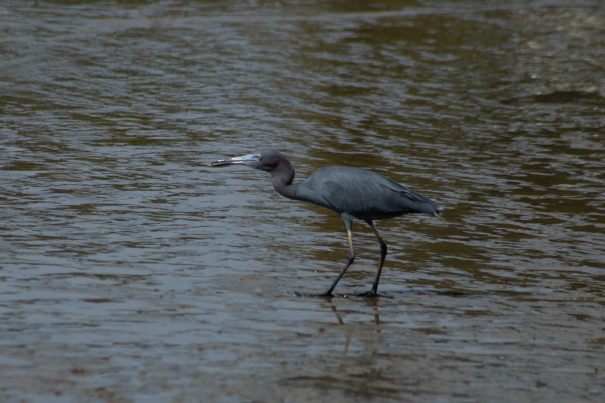 Little Blue Heron - ML626924734