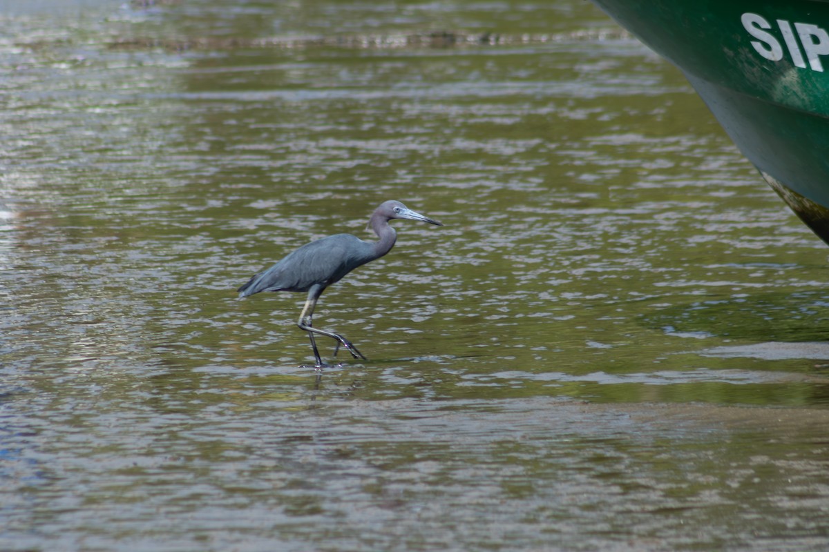 Little Blue Heron - ML626924735