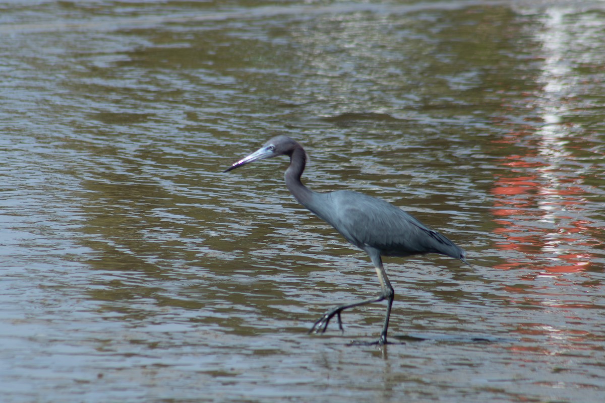 Little Blue Heron - ML626924736