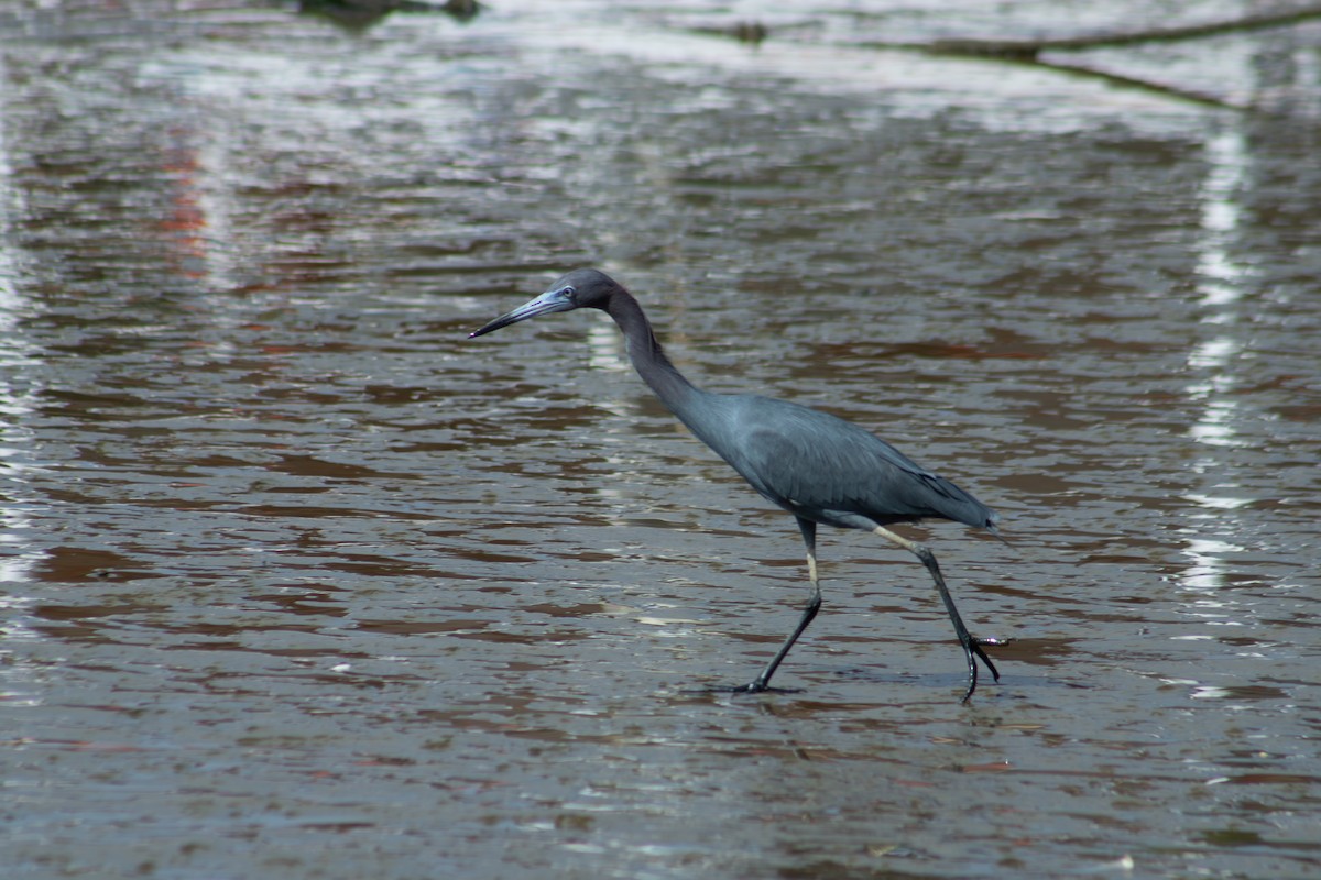 Little Blue Heron - ML626924737
