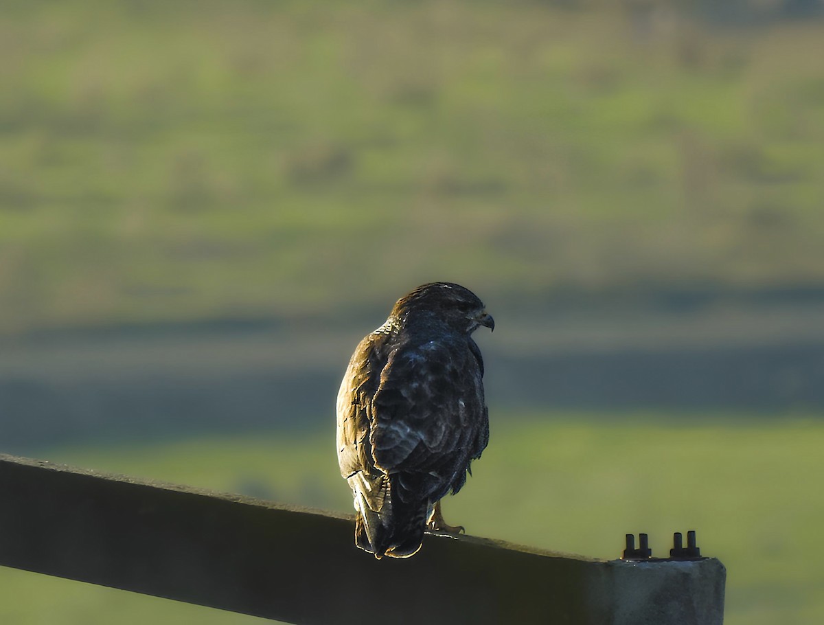 Common Buzzard - ML626924757