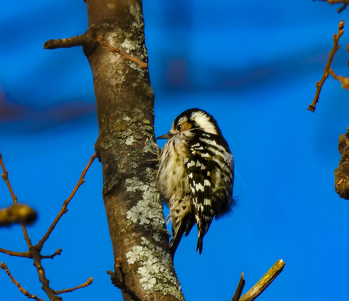 Lesser Spotted Woodpecker - ML626924771